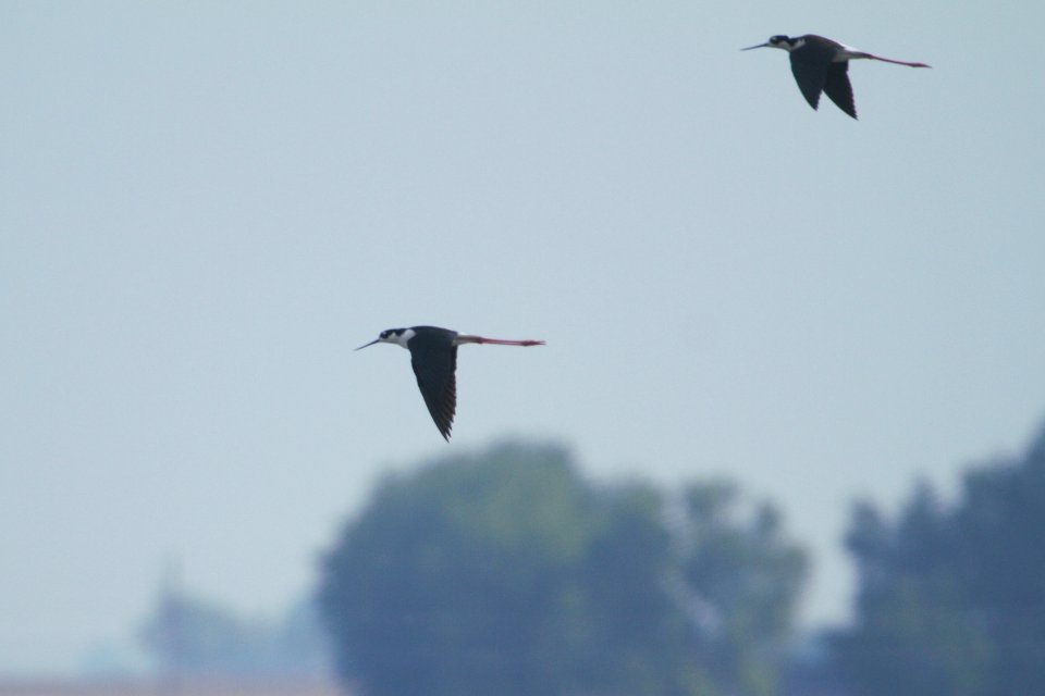 IMG 7139c Black-necked Stilt Willowhaven Area Kankakee Co IL 5-26-2017