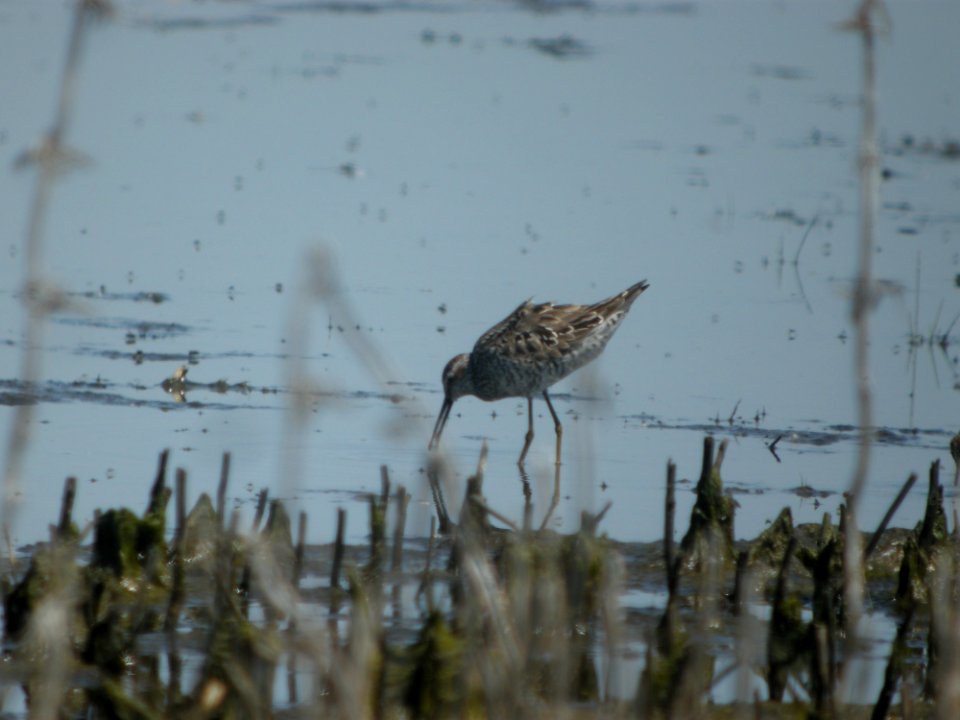 DSCN8365c Stilt Sandpiper Willowhaven Area Kankakee Co IL 6-2-2017