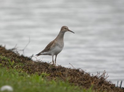 DSCN9796c Pectoral Sandpiper Whispering Willows Area Kankakee Co IL 3-26-2017