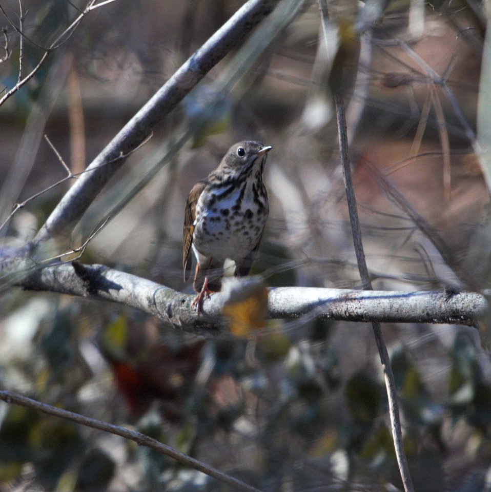 IMG 3390c Hermit Thrush Kankakee River SP Kankakee Co IL 12-31-2016