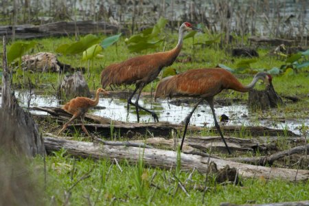 IMG 8246c Sandhill Crane (juv) LaSalle FWA IN 7-14-2017