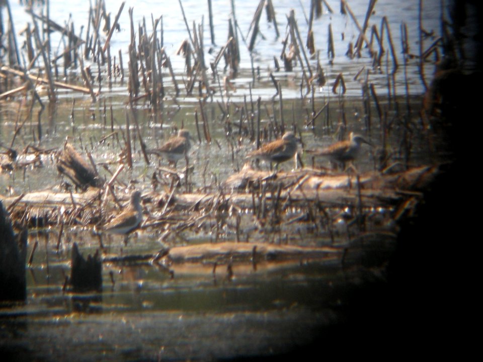 DSCN0273c Dunlin LaSalle FWA IN 5-13-2017