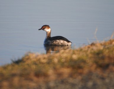 IMG 4802c Horned Grebe Whispering Willows Area Kankakee-Co IL 3-9-2017 photo