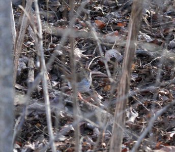 IMG 4124c Hermit Thrush LeVasseur Park - Perry Farm Kankakee IL 2-15-2017