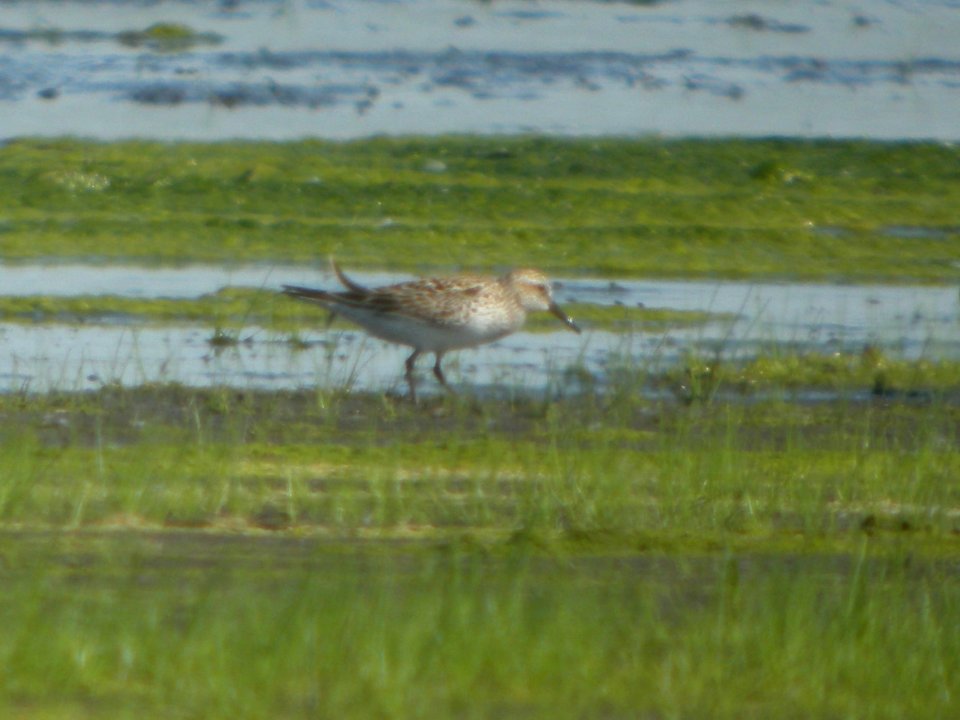 DSCN0464c White-rumped Sandpiper Willowhavern Area Kankakee Co IL 5-29-2017