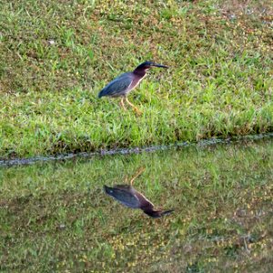 Green Heron