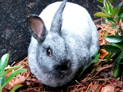 Day 36 - Gargantuan Rabbit