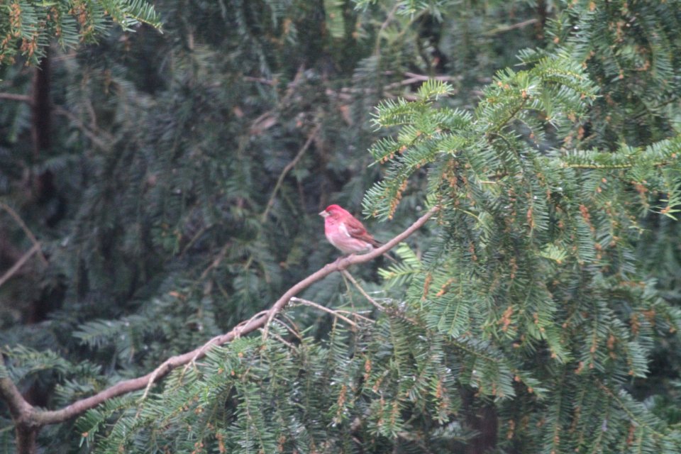 IMG 5576c Purple Finch Hse-Kankakee IL 4-10-2017