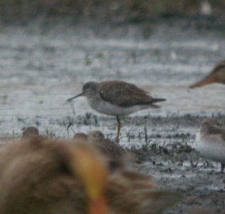DSCN9129c Lesser Yellowlegs Whispering Willows Area Kankakee Co IL 11-8-2016