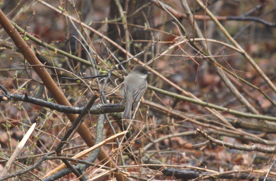 IMG 5132c Eastern Phoebe Kankakee River SP Area IL 3-25-2017