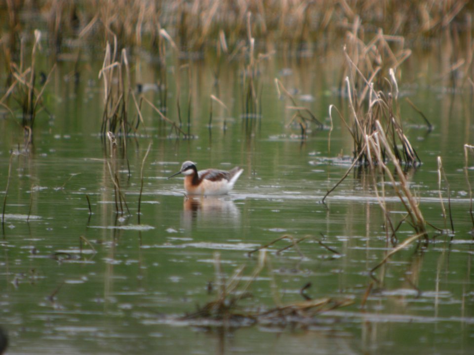 IMG 0061c Wilson's Phalarope Aroma Park IL 4-28-2017
