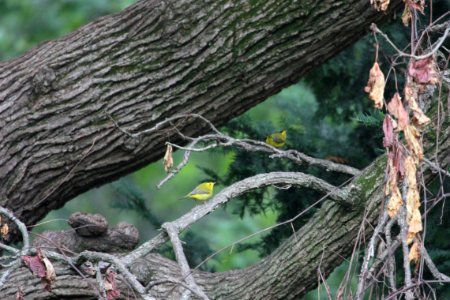 IMG 1689c Wilson's Warbler (2) Hse Kankakee IL 9-8-2018