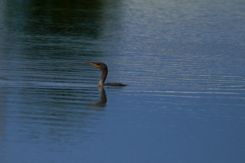 IMG 8190c DC Cormorant Willowhaven Area Kankakee Co IL 7-10-2017