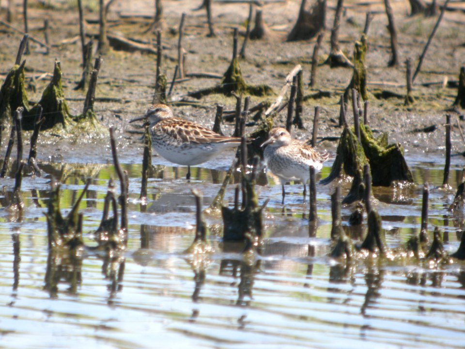 DSCN8391c White-rumped Sandpiper Willowhaven Area Kankakee Co IL 6-2-2017