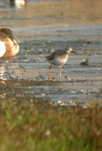 DSCN8948c Lesser Yellowlegs Whispering Willows Area Kankakee Co IL 10-30-2016