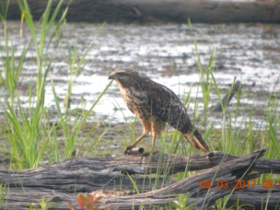 DSCN8811c Red-shouldered Hawk (juv with shotgun casing) LaSalle FWA IN 8-3-2017