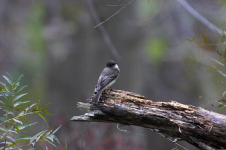 IMG 2262c Eastern Phoebe Willowhaven Kankakee Co IL 10-1-2018