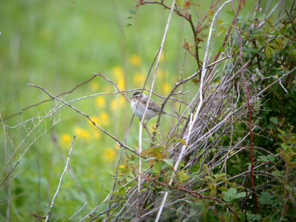 DSCN1084 ClcoSp Perry Farm Bourbonnais IL 5-19-08