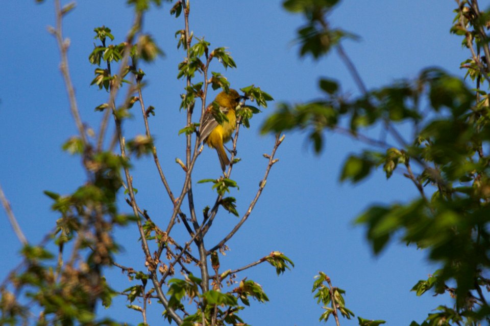 IMG 6168c Orchard Oriole Heiland FP Kankakee Co IL 4-28-2017