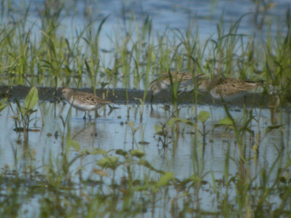 DSCN8568c Semipalmated Sandpiper Willowhaven Area Kankakee Co IL 6-20-2017