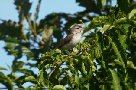 IMG 8007c Warbling Vireo LaSalle FWA IN 7-5-2017