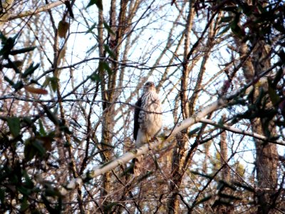 Day 34 - Big Hawk photo