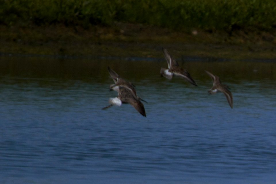 IMG 7451c Stilt Sandpiper Willowhaven Area Kankakee Co IL 6-2-2017