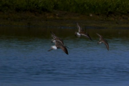IMG 7451c Stilt Sandpiper Willowhaven Area Kankakee Co IL 6-2-2017