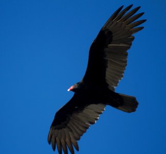 IMG 4728c Turkey Vulture Beckman Park Kankakee IL 3-8-2017