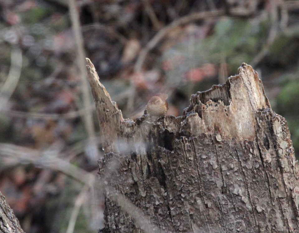 IMG 3556c Winter Wren Perry Farm Park Bourbonnais IL 1-13-2017