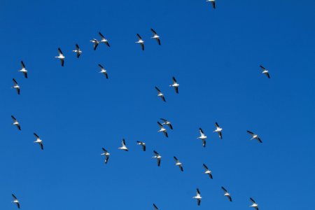 IMG 4510c AW Pelican Braidwood Lake IL 3-3-2017