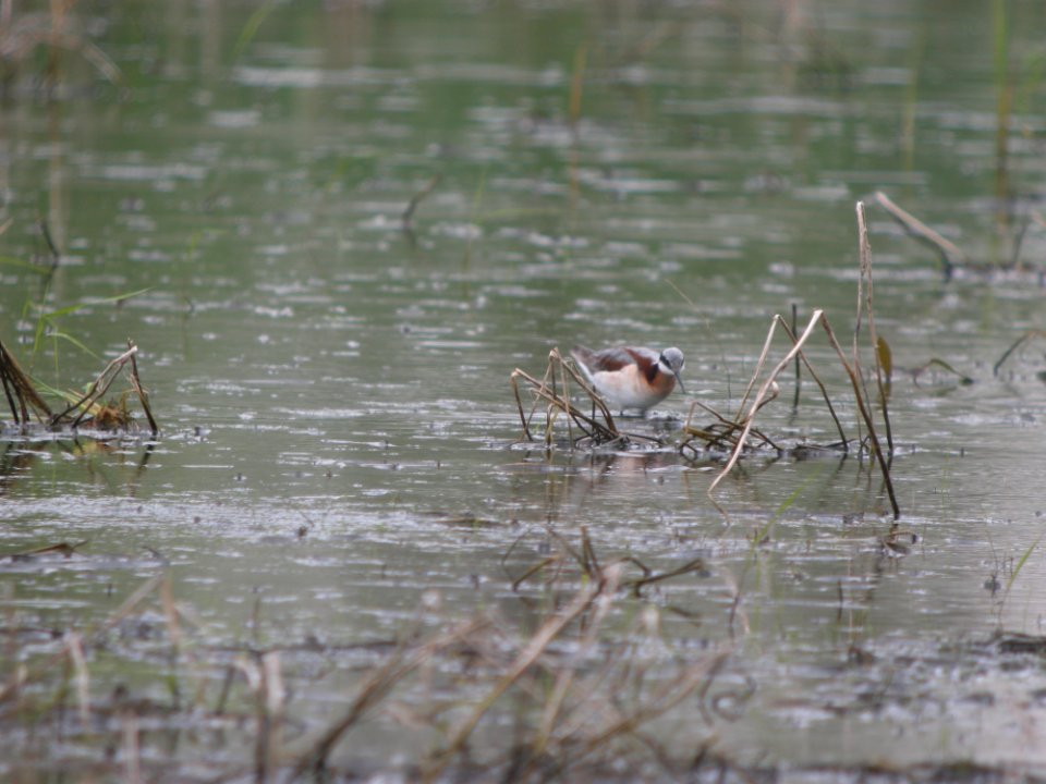 IMG 0067c Wilson's Phalarope Aroma Park IL 4-28-2017