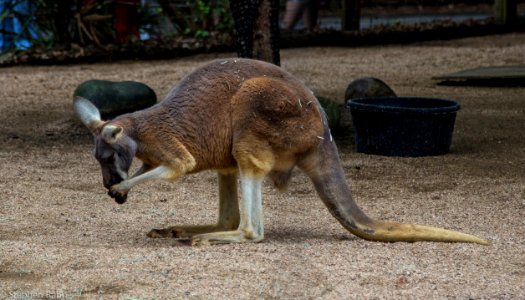 Zoo Atlanta Kangaroo photo