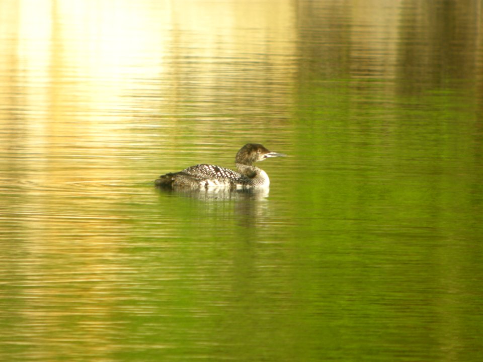 DSCN0235c Common Loon Bird Park Quarry Kankakee IL 5-7-2017