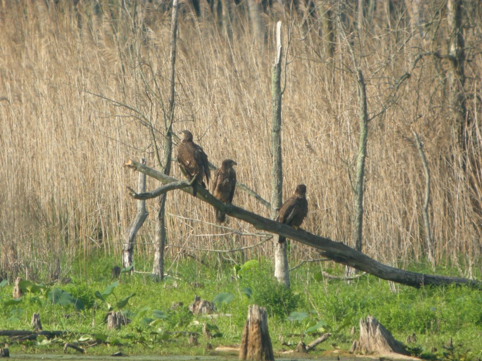DSCN8740c Bald Eagle (juv) LaSalle FWA IN 7-14-2017