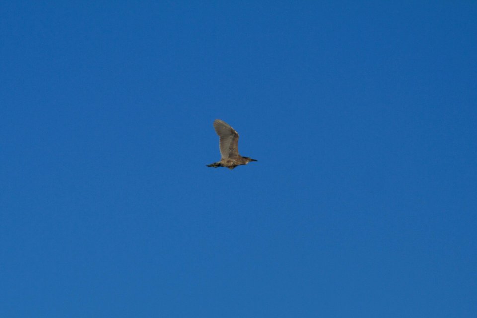 IMG 7297c Black-crowned Night-Heron Willow Slough FWA IN 5-31-2017