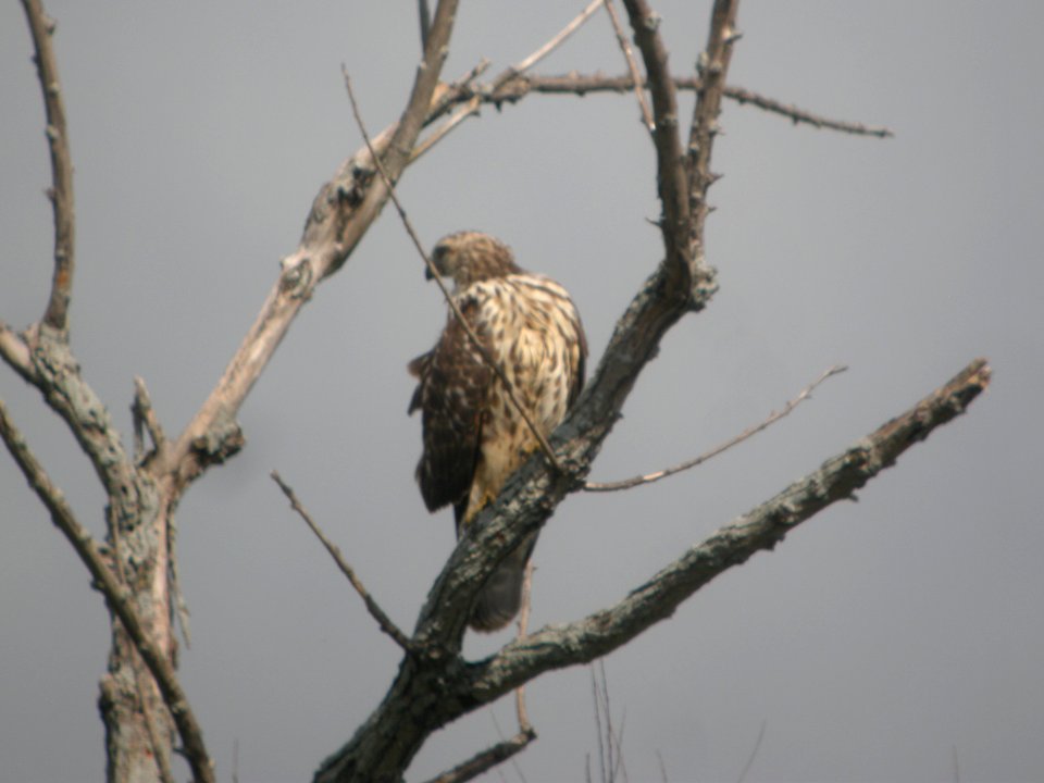 DSCN9037c Red-shouldered Hawk LaSalle FWA-IN 8-18-2017