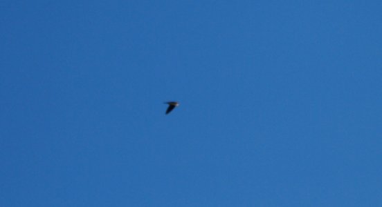 IMG 4760c Tree Swallow Beckman Park Kankakee IL 3-8-2017
