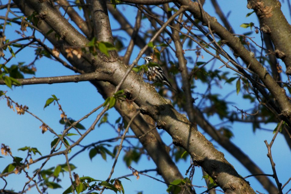 IMG 6164c Black-and-White Warbler Heiland FP Kankakee Co IL 4-28-2017