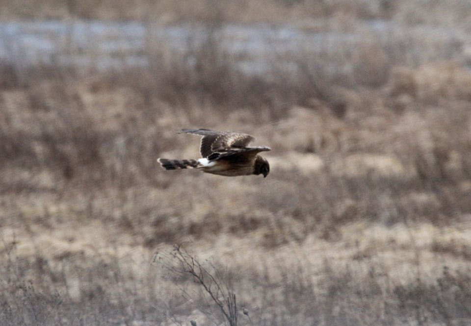 IMG 4479c Northern Harrier TNC Kankakee Sands IN 3-1-2017