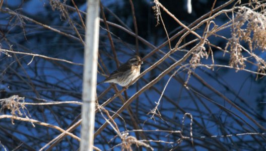 IMG 2894c Purple Finch Hse Kankakee IL 12-18-2016