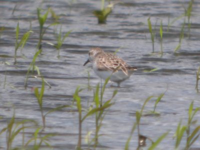 DSCN8534c Semipalmated Sandpiper Willowhaven Area Kankakee Co IL 6-19-2017