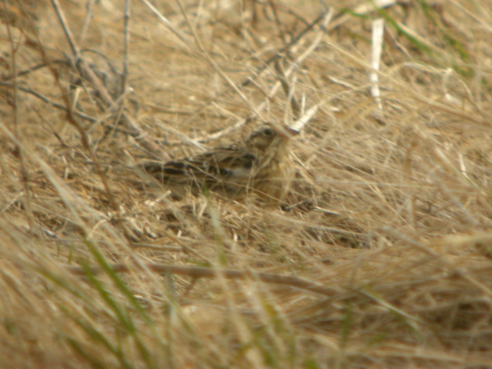 DSCN9887c Smith's Longspur (Molting) Whispering Willows Area Kankakee Co IL 4-9-2017