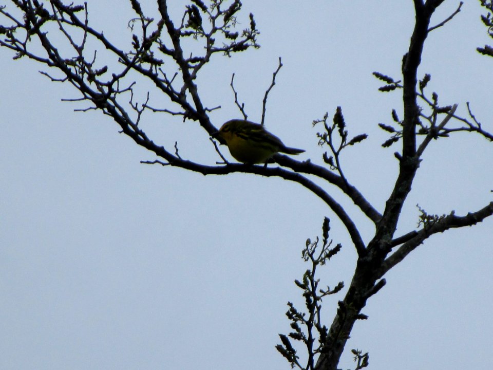 IMG 2865c Prairie Warbler Mazonia Lakes South Kankakee Co IL 5-4-2017