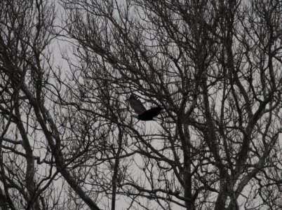 IMG 4821c Bald Eagle Beckman Park-Kankakee IL 3-9-2017