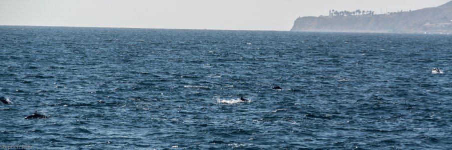 California Dolphins