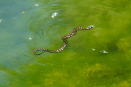 IMG 7267c Northern Water Snake? Bird Park Kankakee IL 5-27-2017