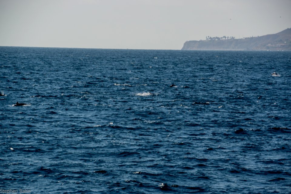 California Dolphins