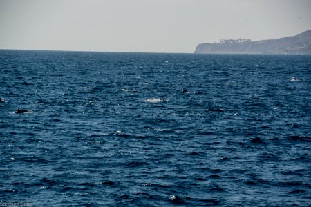 California Dolphins
