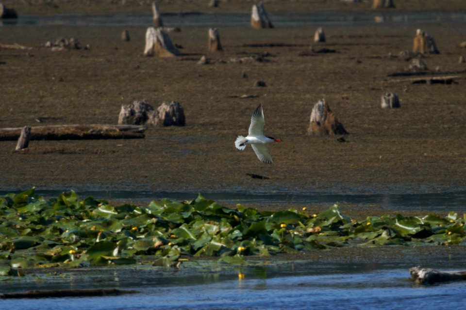 IMG 8095c Caspian Tern LaSalle FWA IN 7-7-2017
